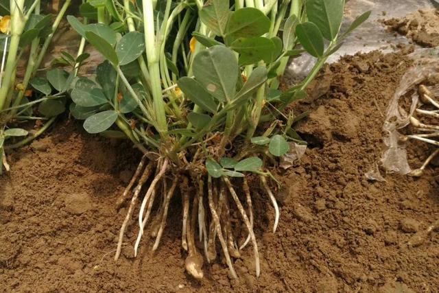 花生是常见的豆科作物,根系能够[能够,(1) 表示有可能 (2) 表示具备