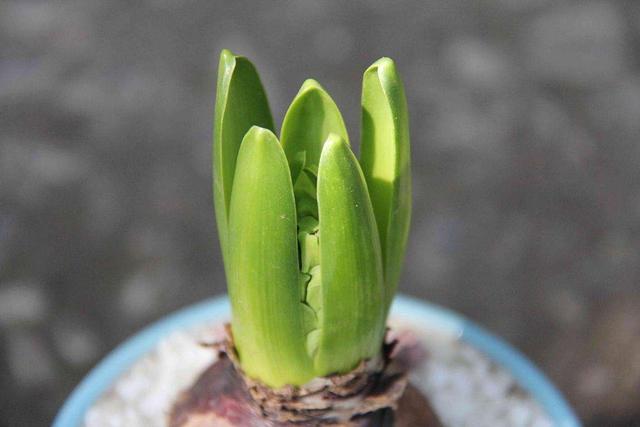 风信子开花后怎么处理