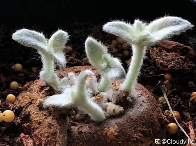 树萝卜 树萝卜（树萝卜下山桩怎么养） 生活
