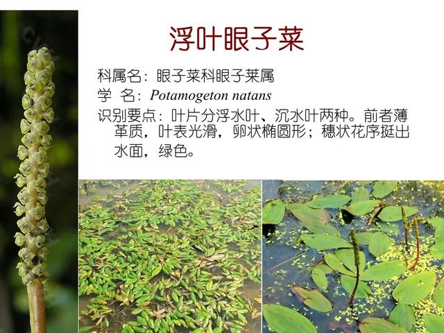 水生植物 水生植物（水生植物种植施工方案） 生活