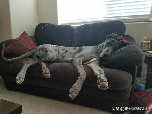 大丹麦犬