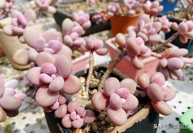 10大最美多肉植物排名 最受欢迎的10大多肉品种 美欧网