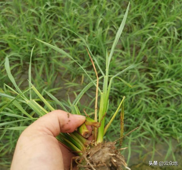 水稻除草需慎重，不同水稻品种对除草剂的耐药性存在较大差异2