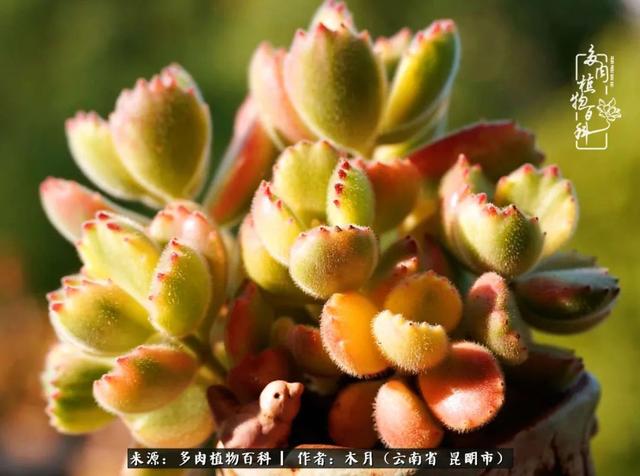 安康石英砂洗砂机厂家电话