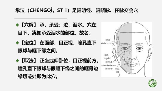 足阳明胃经与腧穴