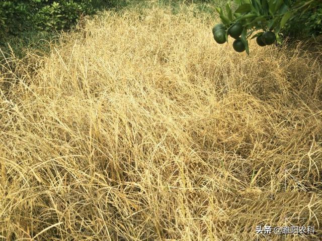 这个除草剂更厉害，杂草1天中毒，3天死草，3天播种下茬4