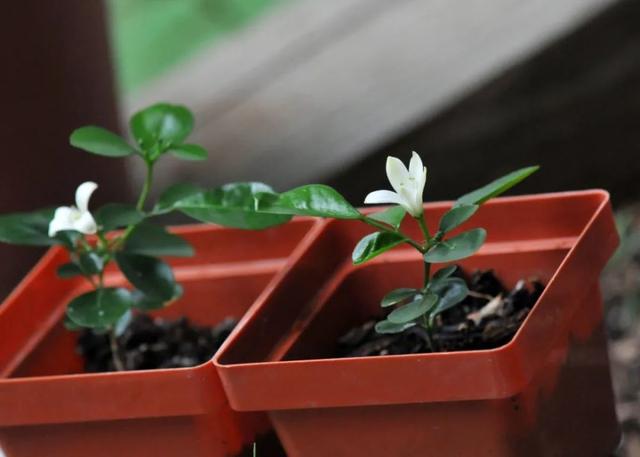 九里香花适合在室内养吗