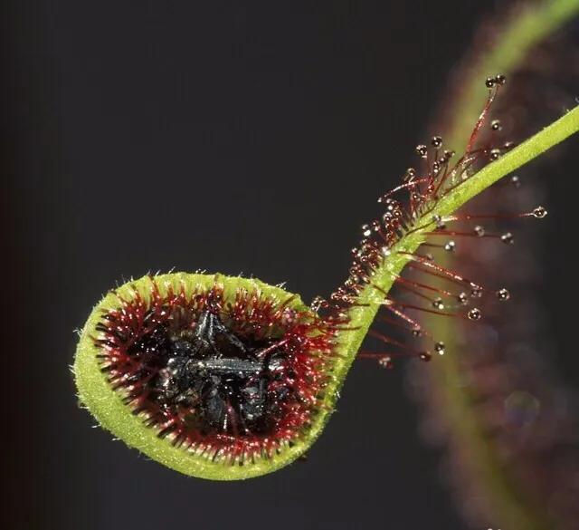 奇异的植物