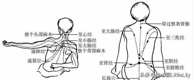 经络到底是什么