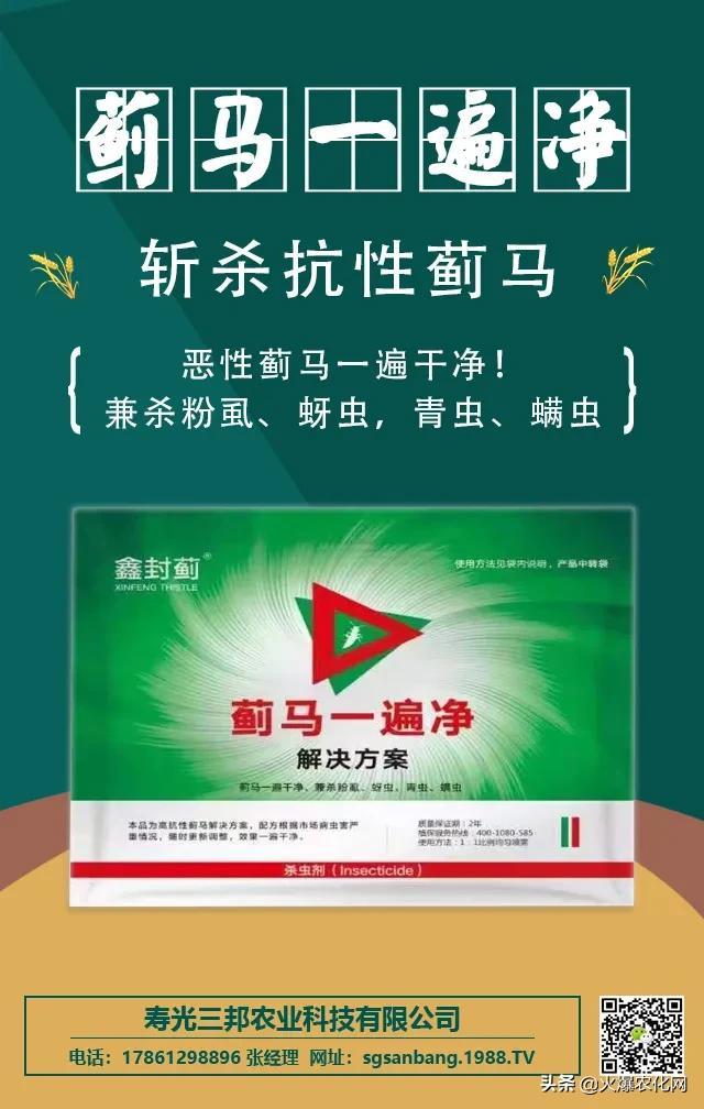 恶性蓟马“大杀器”！前打后死！虫卵兼杀！24小时死虫率高达90%6