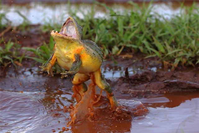 非洲牛蛙 非洲牛蛙（非洲牛蛙视频） 动物
