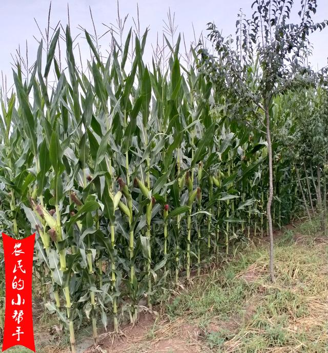玉米青储籽粒破碎机
