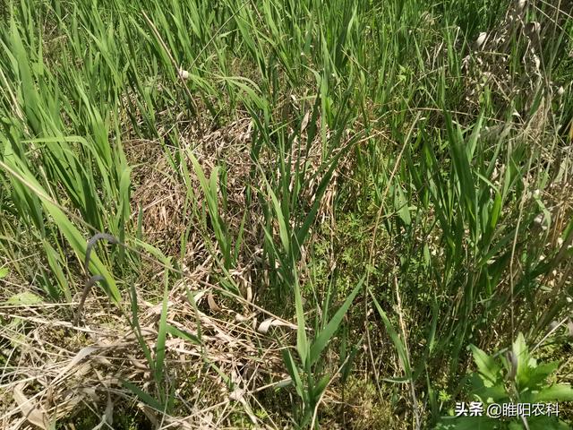 防治芦苇草，用这几种方法，能将芦苇连根杀死2