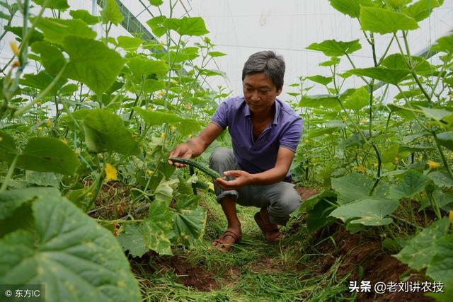 植保：大棚黄瓜常见四种病害，发生原因及防治措施实践整理3