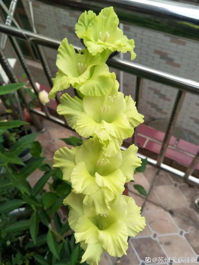 什么花在夏天开