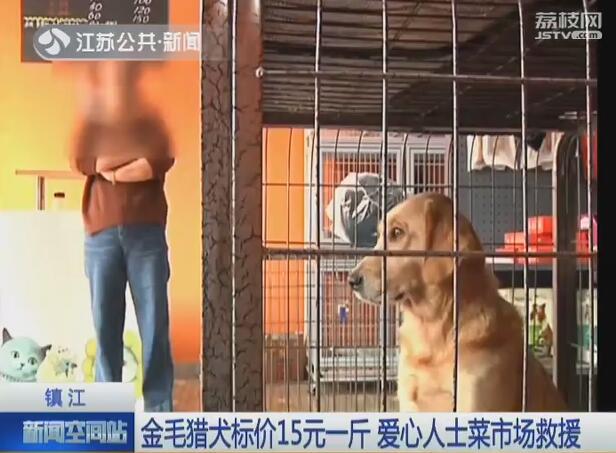 金毛猎犬价格