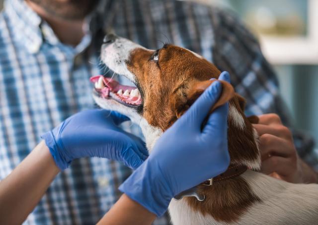 犬窝咳