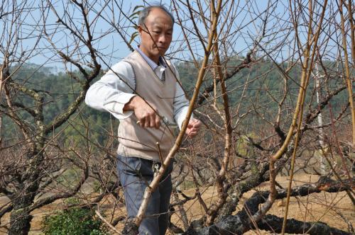 有人说桃树蚜虫难防治，其实很容易，只需桃农学会这个方案4