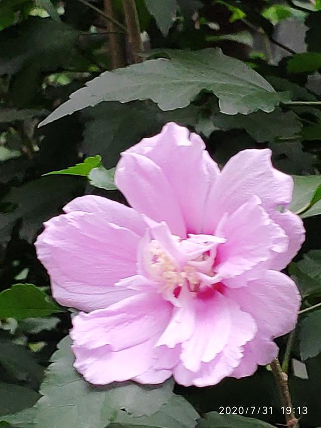 国花是什么花