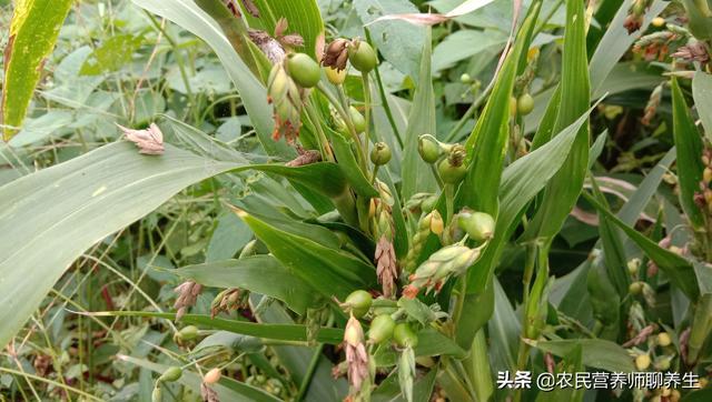 它就是晒干打出来的薏米，用它煮粥健脾祛湿，我也是刚知道的