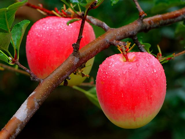 全中国哪里的苹果最好吃？请认清这5个产地，甜美清脆，果中珍品