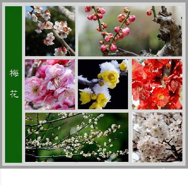 常见的花名字及图片，100种花名图册，收藏起来慢慢看，从此认花不求人？