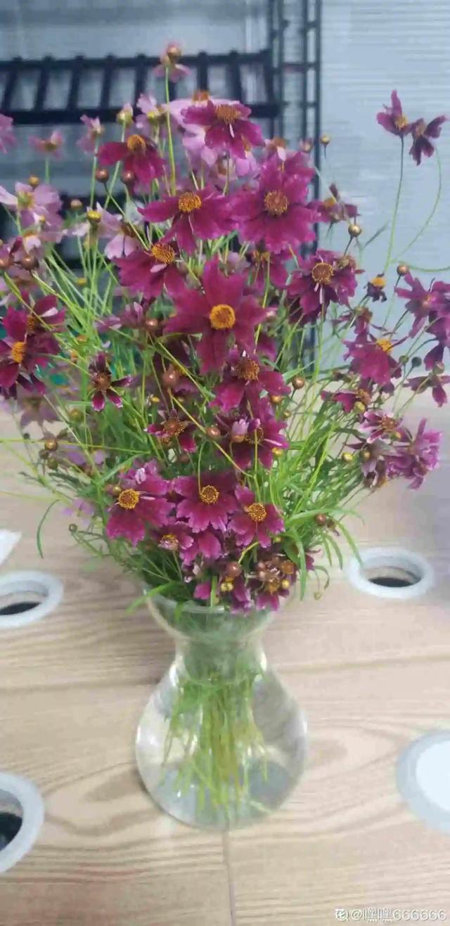 夏天的花 夏天的花（夏天的花怎么画） 生活