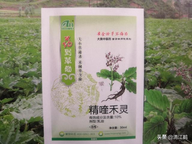 大黄苗后除草咋成？药到草锄，高效禾阔双除，省时省力太简单3