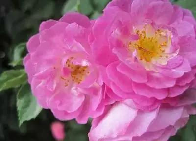 50种浪漫鲜花花语大全 50种浪漫鲜花花语大全（50种浪漫鲜花花语大全图片） 生活