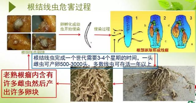 百年线虫，神农丹、克百威及非法熏蒸剂禁用后，谁来攻克？6