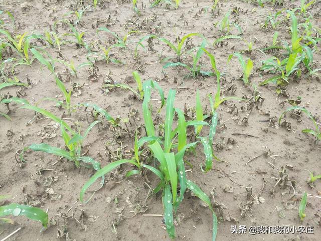 掌握6个关键使用除草剂消除墨西哥玉米草地杂草，确保苗期安全