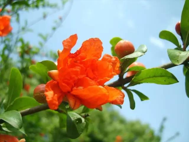 爬山虎有没有毒