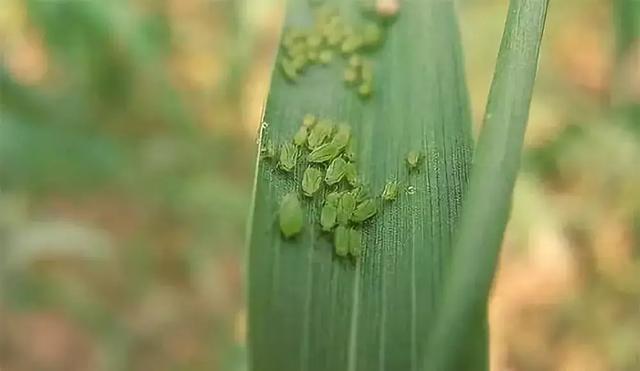 大虫小虫遇到毒死蜱会怎样？注意不可与碱性或酸性物质混用2