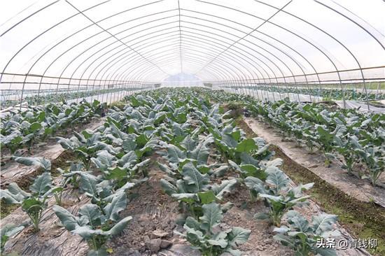 大棚花菜种植技术与管理 大棚西蓝花优质高效栽培技术