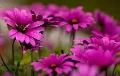50种浪漫鲜花花语大全 50种浪漫鲜花花语大全（50种浪漫鲜花花语大全图片） 生活