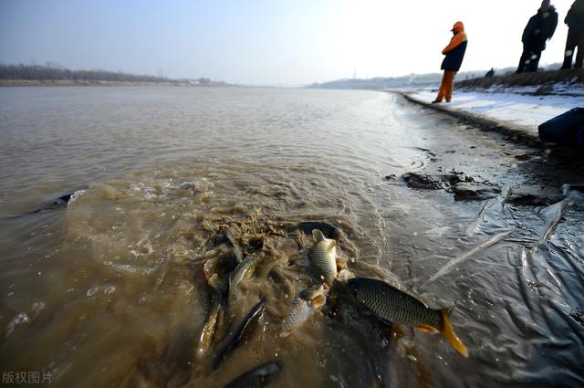 黄河底下有什么生物，德国镜鲤入侵黄河，与土著鱼发生杂交，黄河鲤遭“灭种之灾”