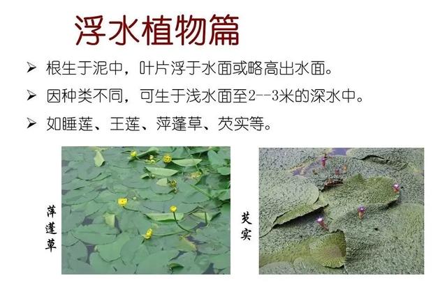 水生植物 水生植物（水生植物种植施工方案） 生活