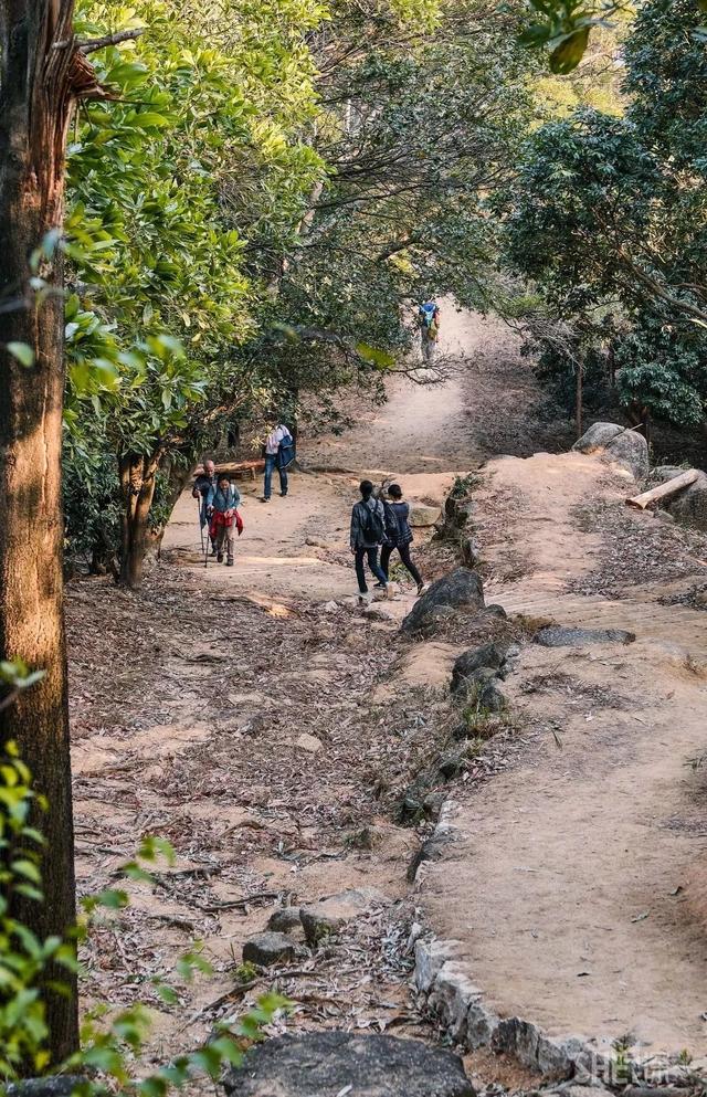 深圳居然私藏了这么多绿道，一个比一个美