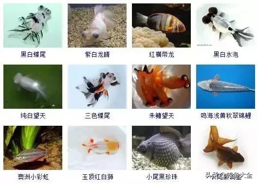 观赏鱼图片大全