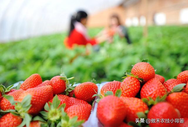 草莓炭疽病和根腐病都会造成烂根死棵，两种病害如何区分和防治？4