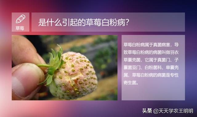 草莓白粉病到底怎么防？怎么治？不对的方法，治不好还伤果5