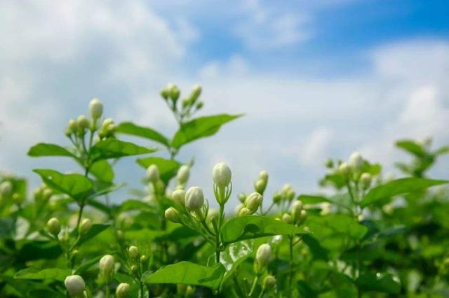 茉莉花花语（茉莉花花语和寓意）