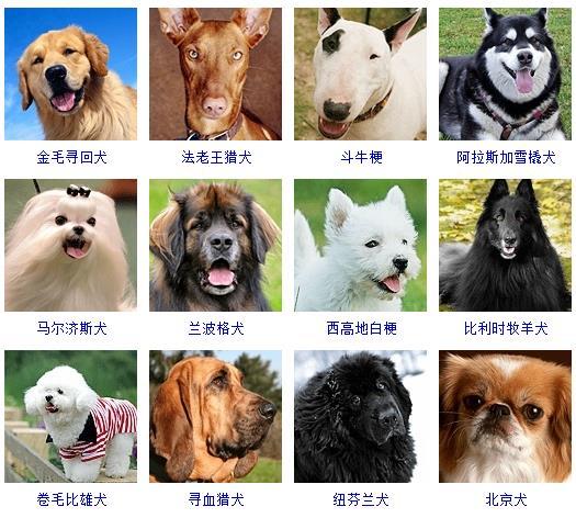 犬的种类