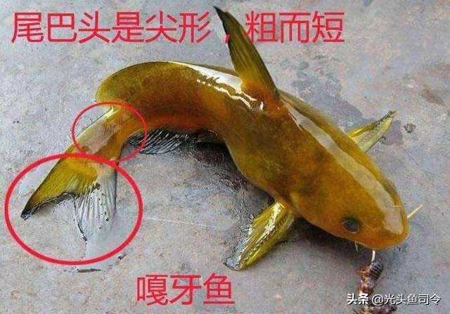 昂刺鱼没有鱼鳞吗