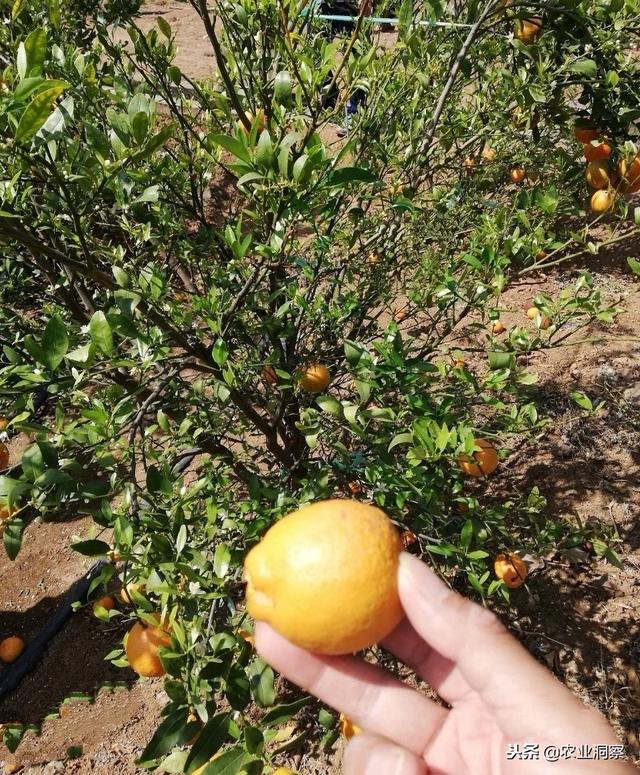 植保：柑橘黄龙病产地快速蔓延，暂无药可治！但防范刻不容缓！3