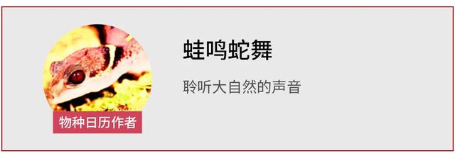 萎缩蛙