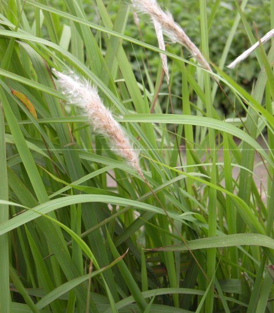 中药古今研究：白茅根