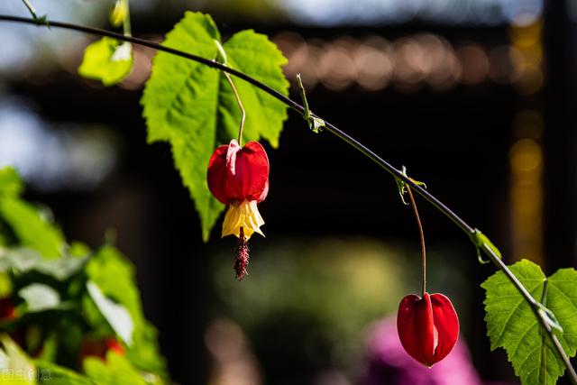 6月买花 白名单 搬回家就能有花赏 一口气开到9 10月 Zh中文网