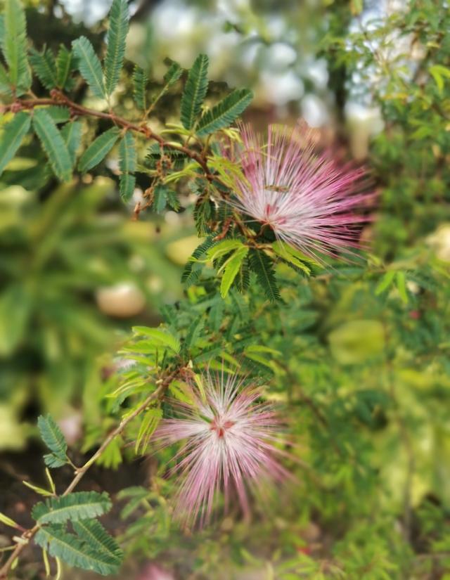 澳门的市花是什么