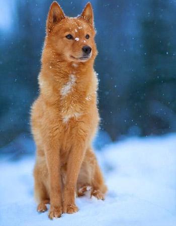 芬兰狐狸犬 芬兰狐狸犬